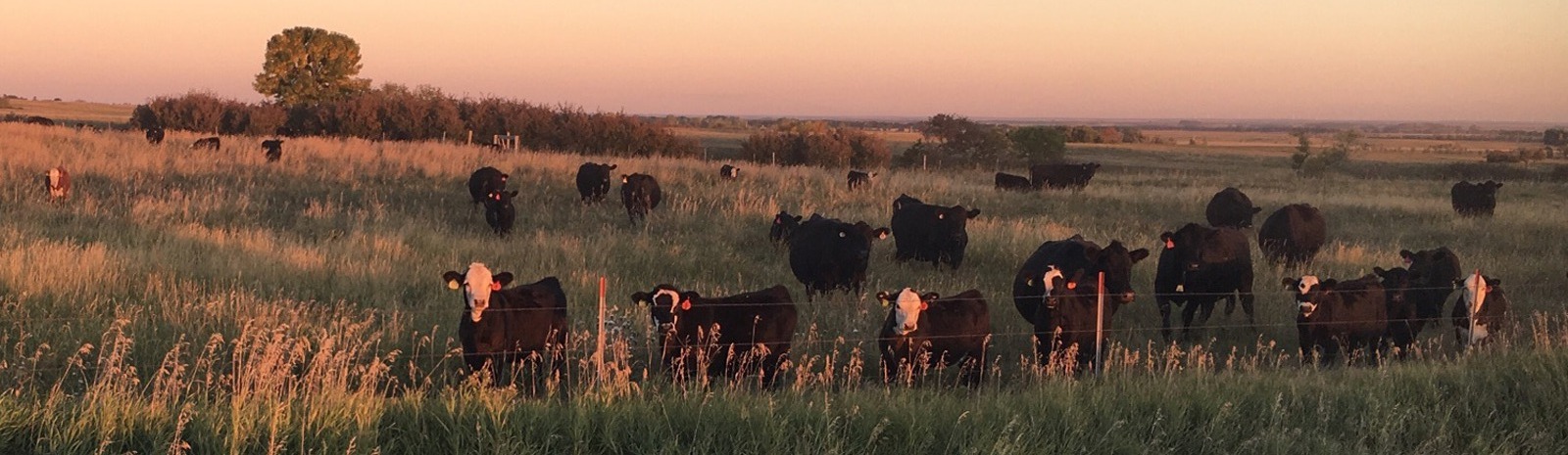 Cattle in pasture summertime.